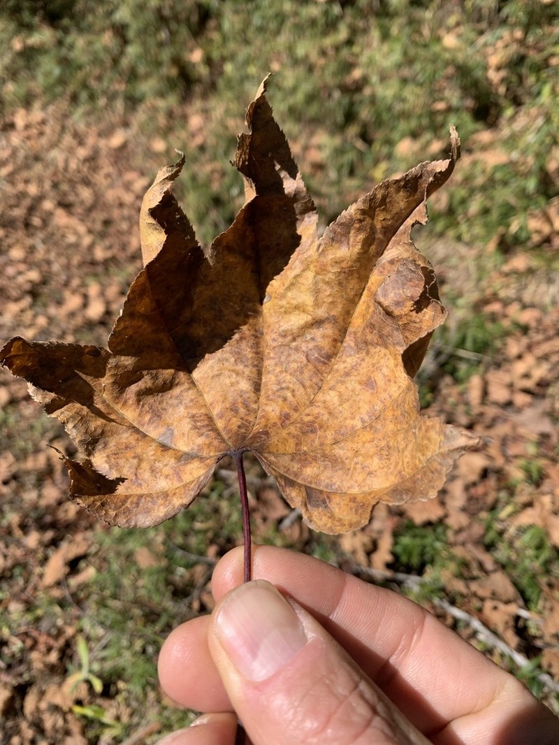 Acer campbellii photo 4
