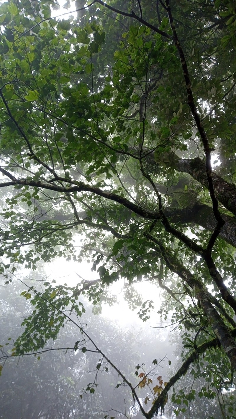Acer campbellii photo 5