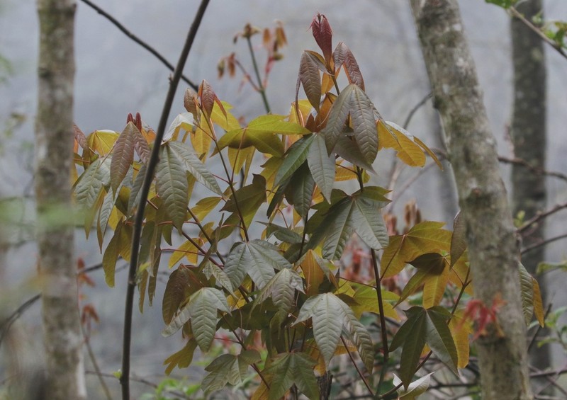 Acer campbellii photo 6