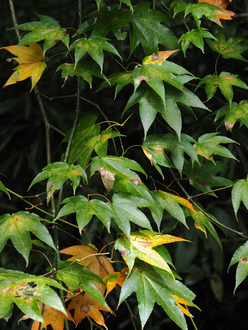 Acer campbellii photo 7