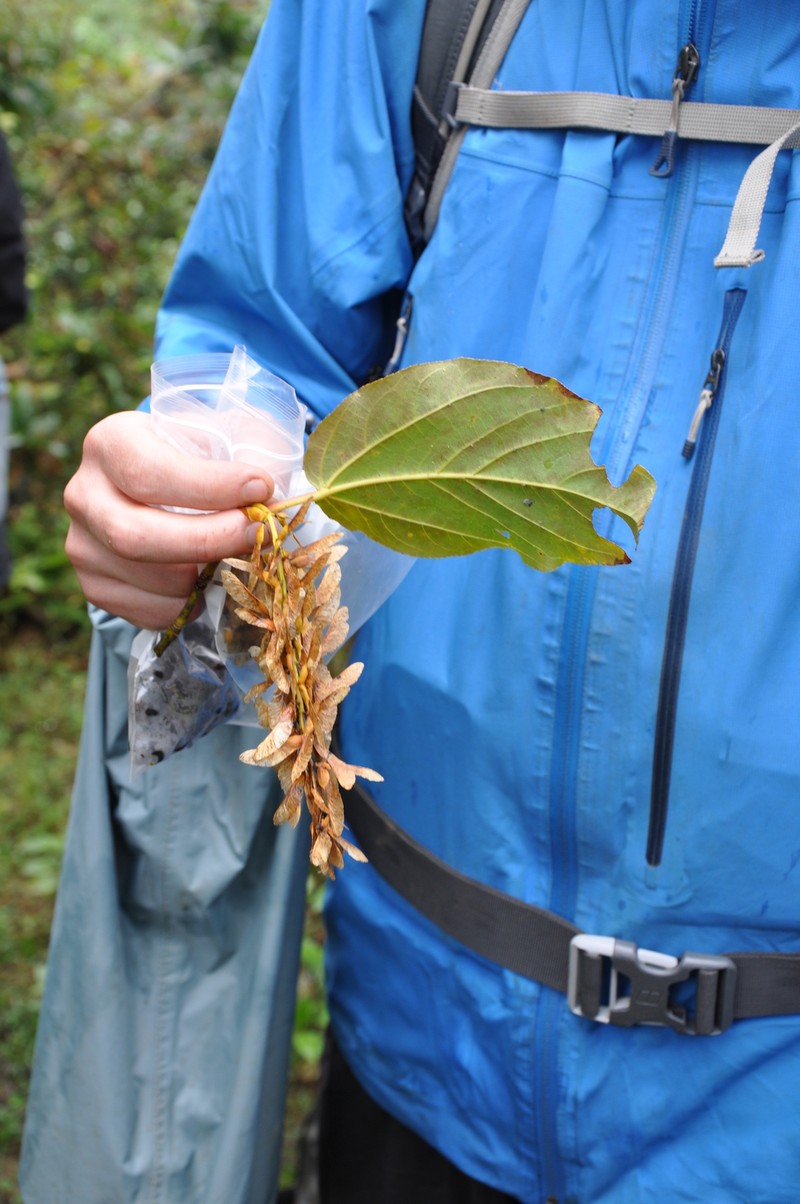 Acer campbellii subsp. campbellii