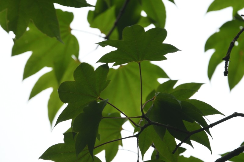 Acer campbellii subsp. flabellatum