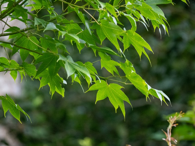 Acer campbellii subsp. flabellatum photo 2