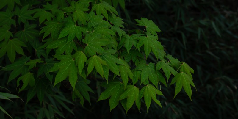 Acer campbellii subsp. flabellatum photo 3