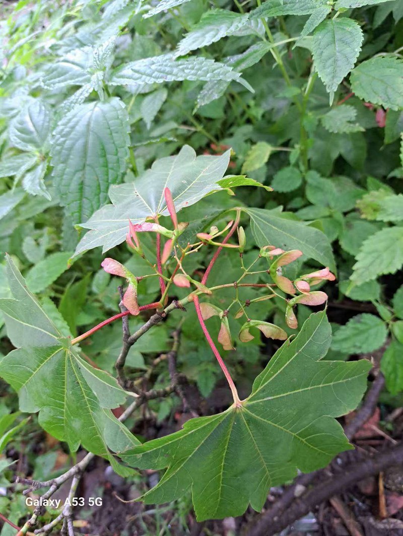 Acer campbellii subsp. flabellatum photo 4
