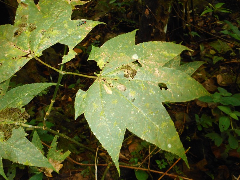 Acer campbellii subsp. flabellatum photo 5