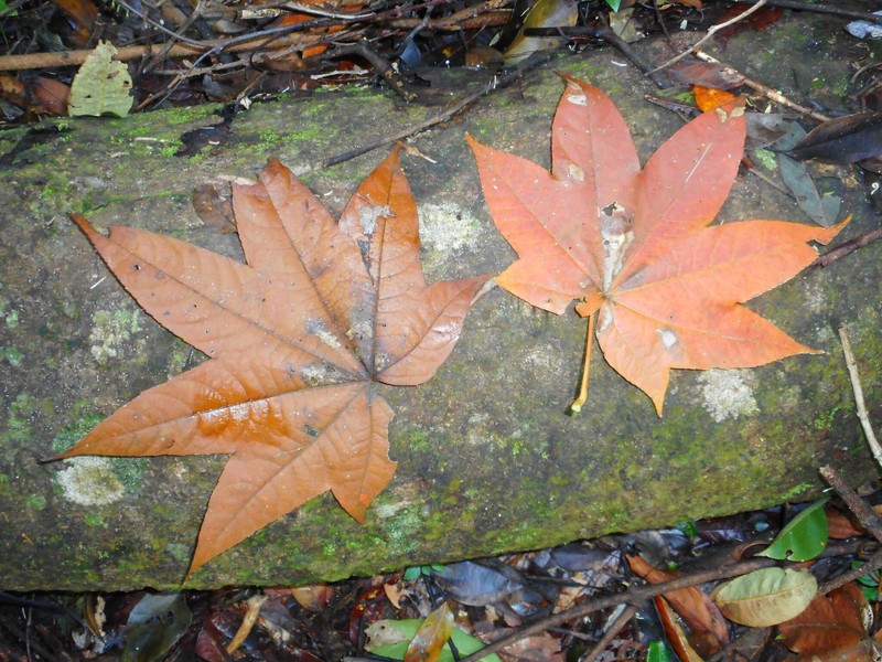 Acer campbellii subsp. flabellatum photo 6
