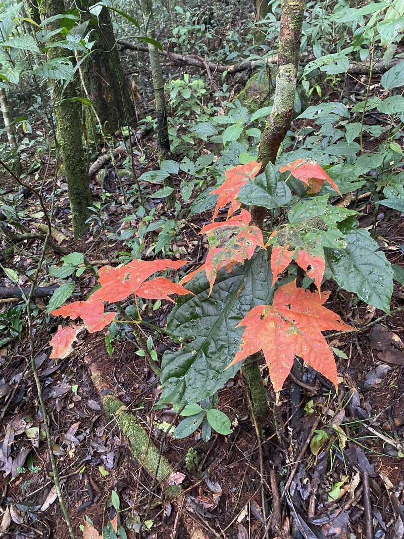 Acer campbellii subsp. flabellatum photo 7