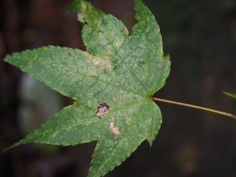 Acer campbellii subsp. flabellatum photo 8