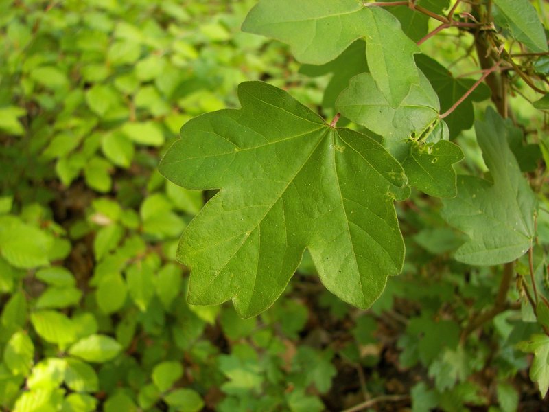 Hedge Maple photo 2