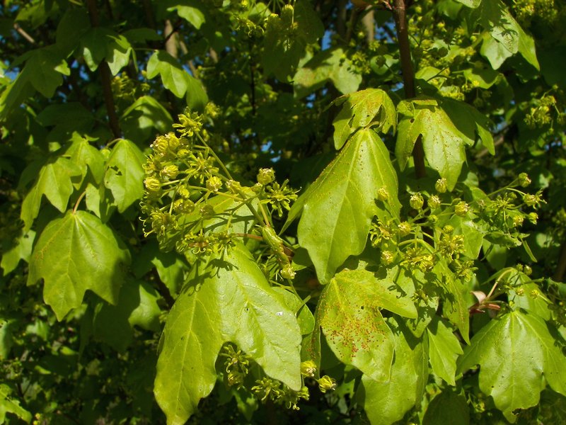 Hedge Maple photo 3