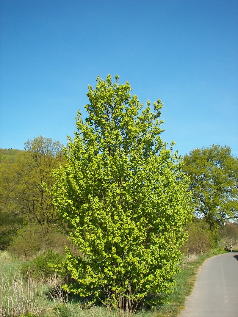 Hedge Maple photo 4