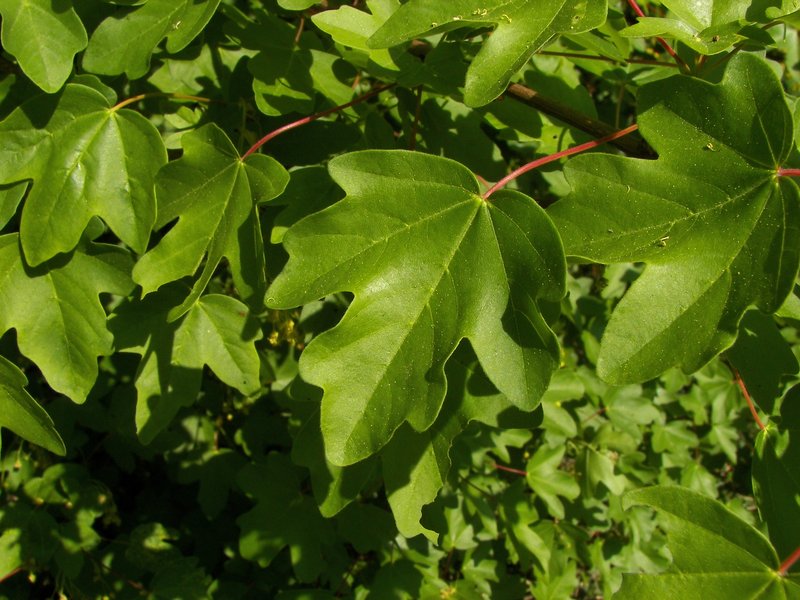 Hedge Maple photo 5