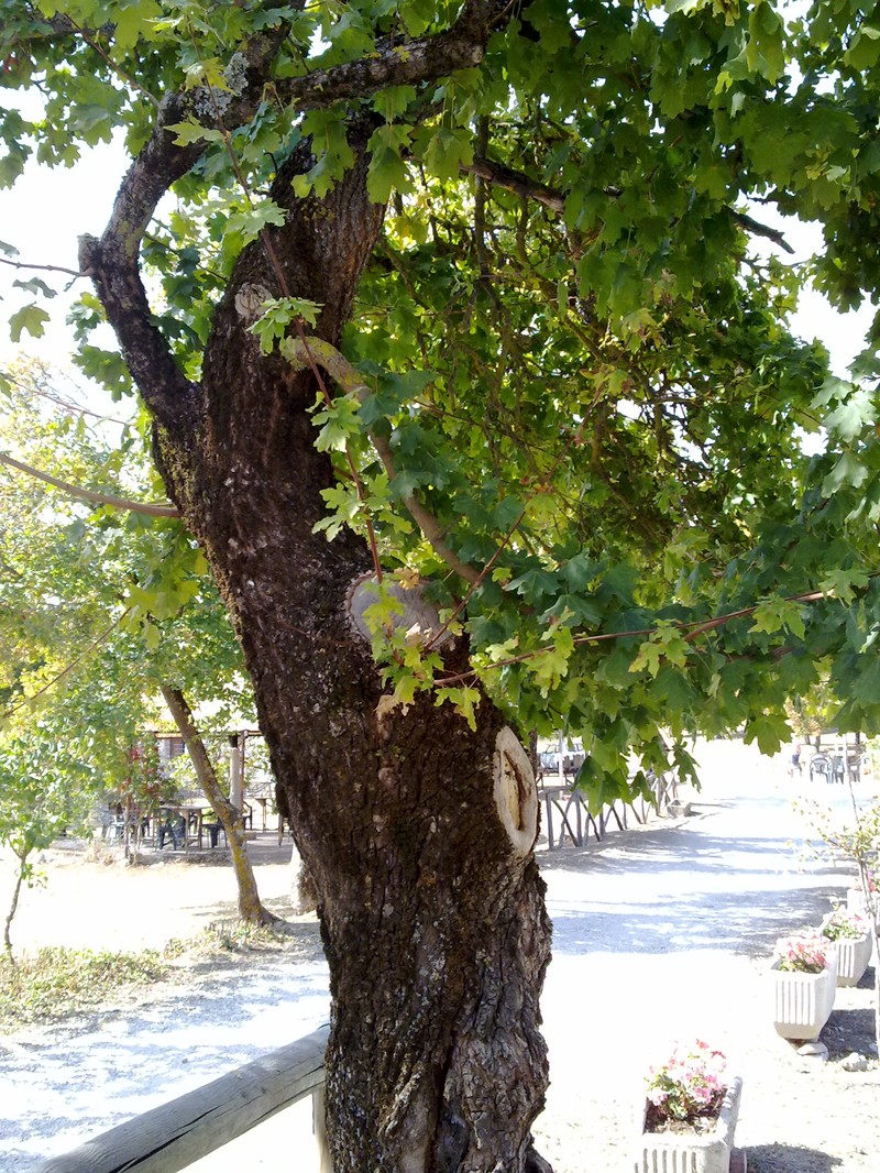 Hedge Maple