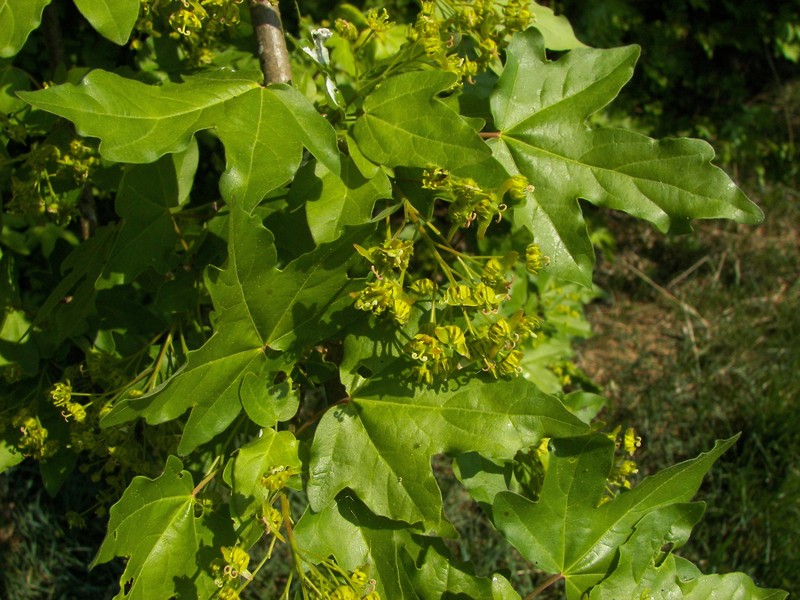 Hedge Maple photo 6