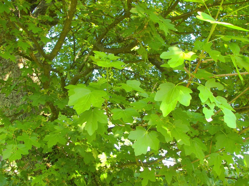 Hedge Maple photo 7