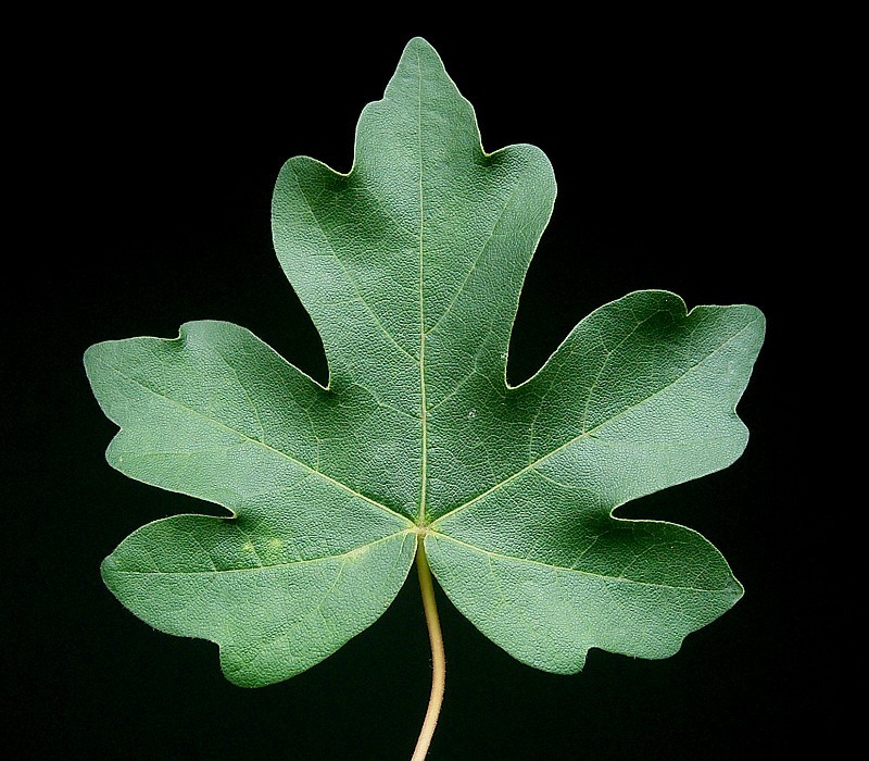Hedge Maple photo 8