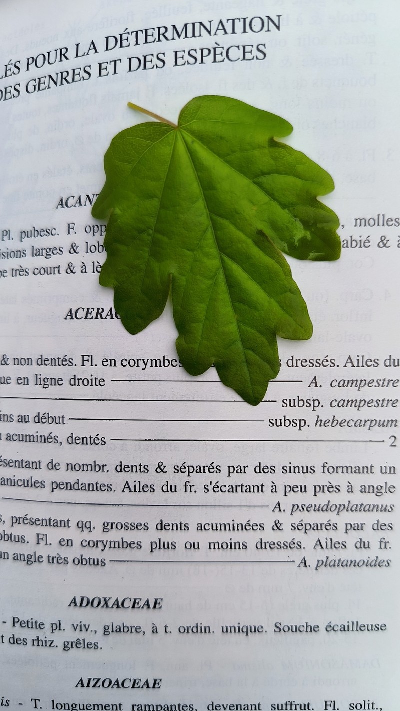 Acer campestre subsp. campestre