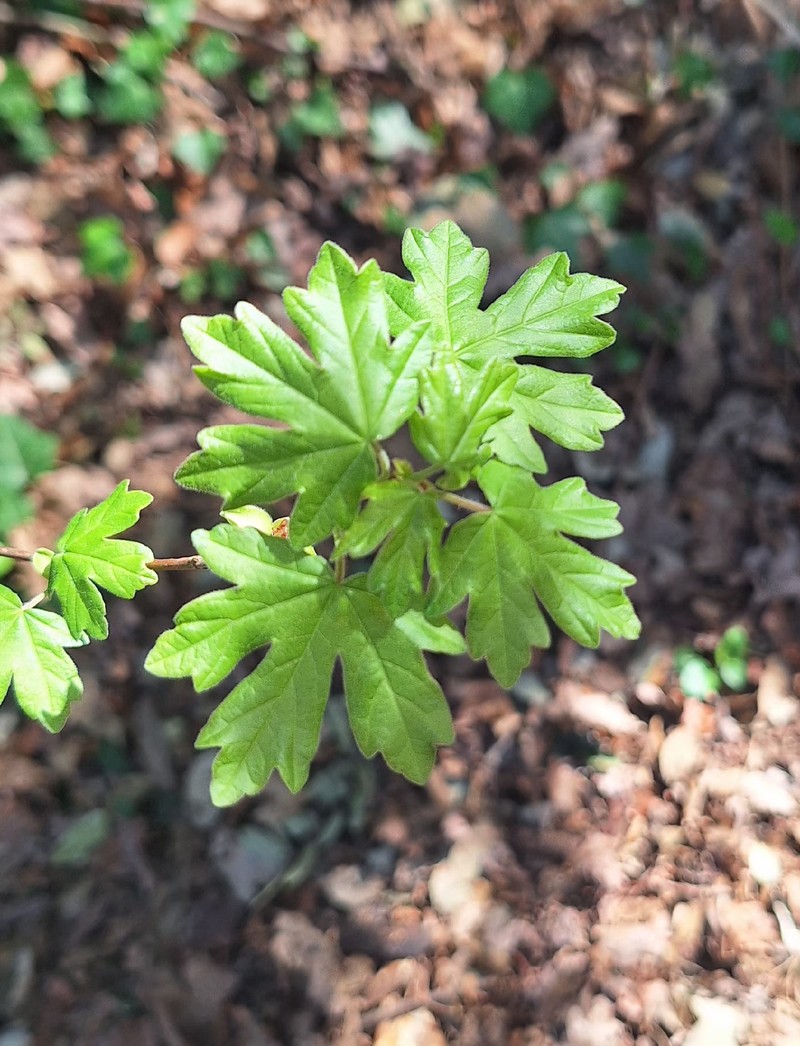 Acer campestre subsp. campestre photo 2