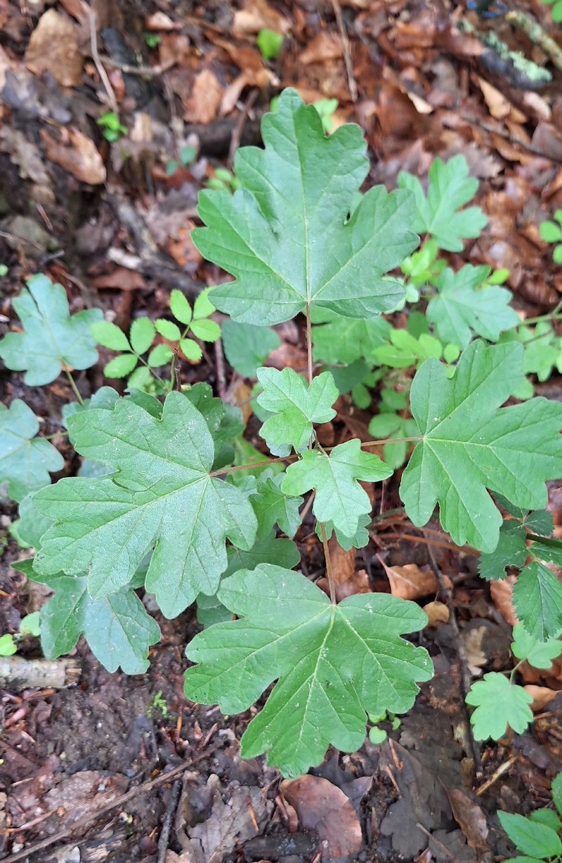 Acer campestre subsp. campestre photo 3