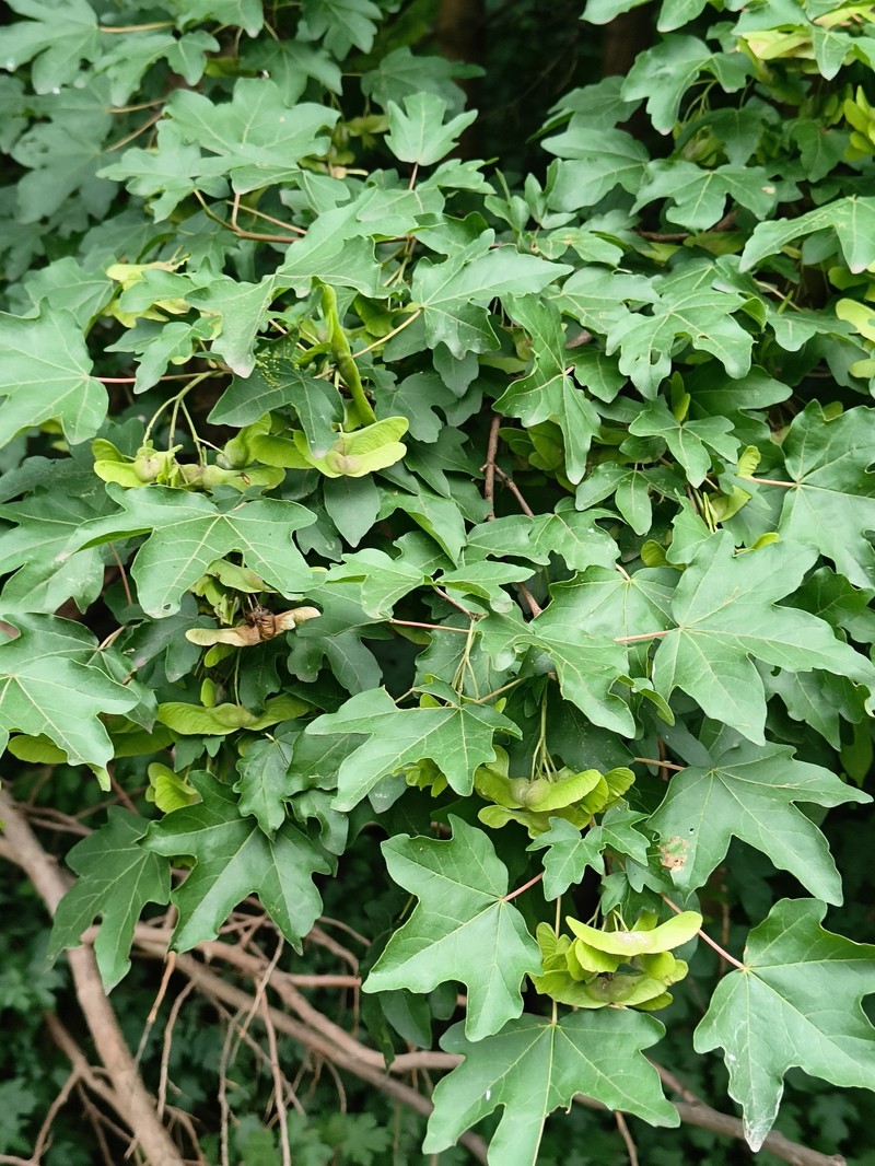 Acer campestre subsp. campestre photo 4