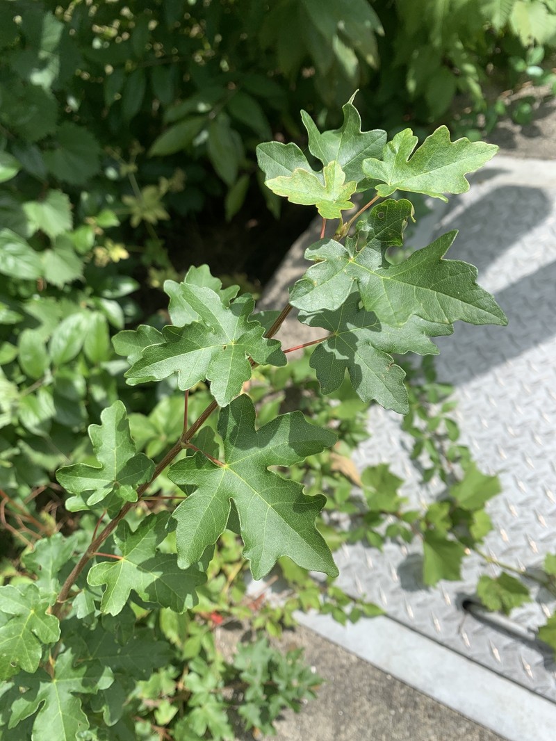 Acer campestre subsp. campestre photo 5