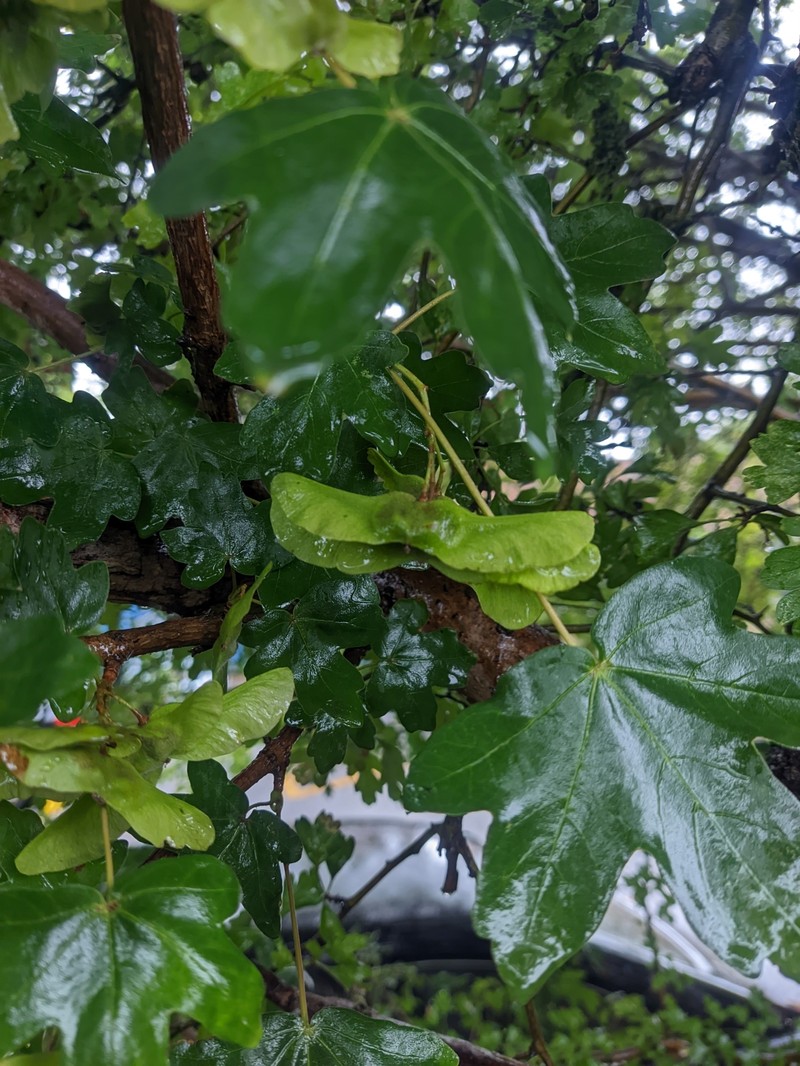 Acer campestre subsp. leiocarpum
