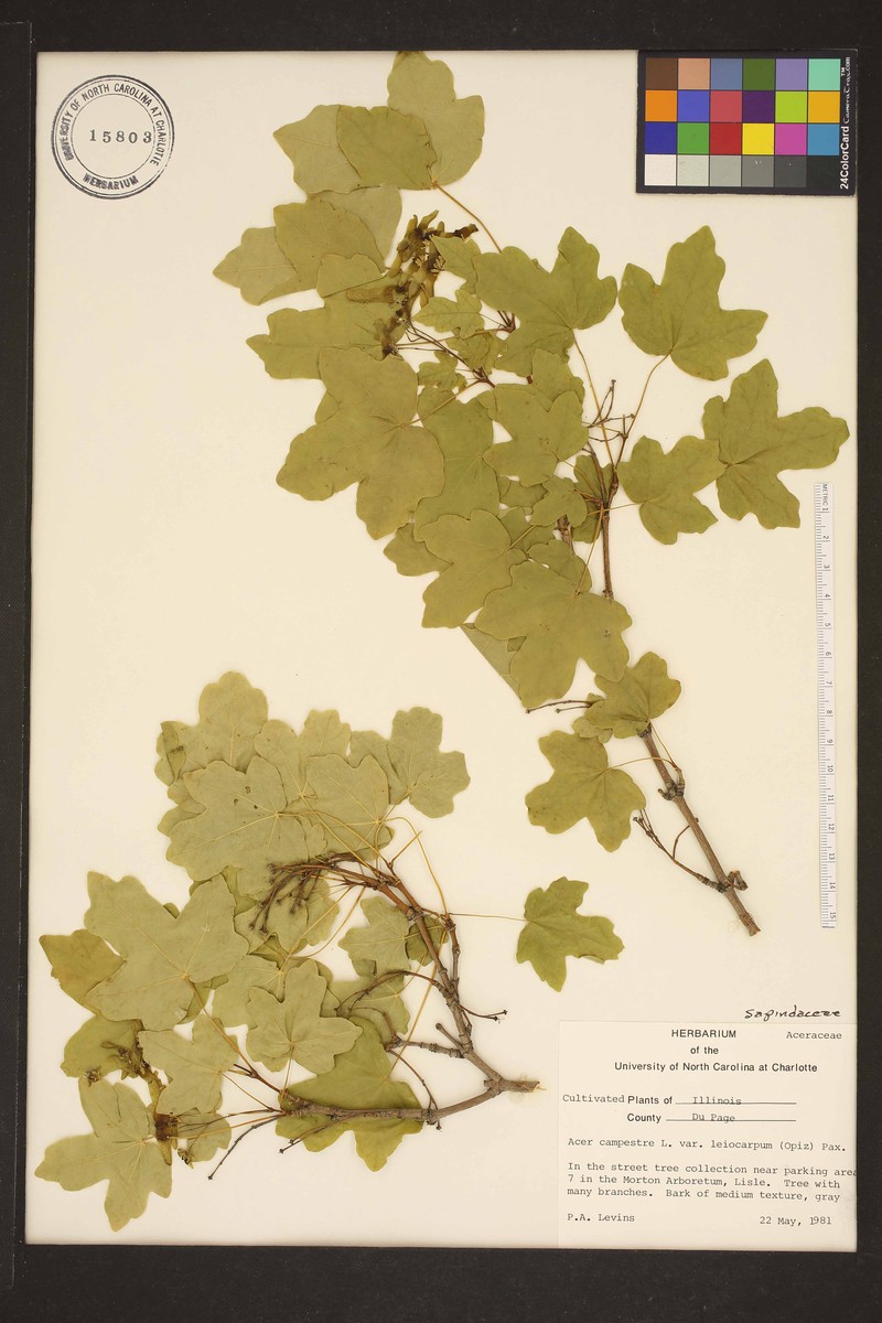 Acer campestre subsp. leiocarpum photo 2