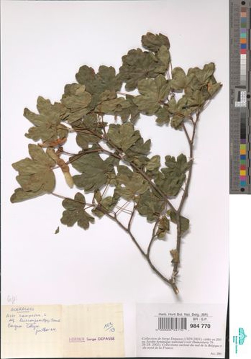 Acer campestre subsp. leiocarpum photo 3