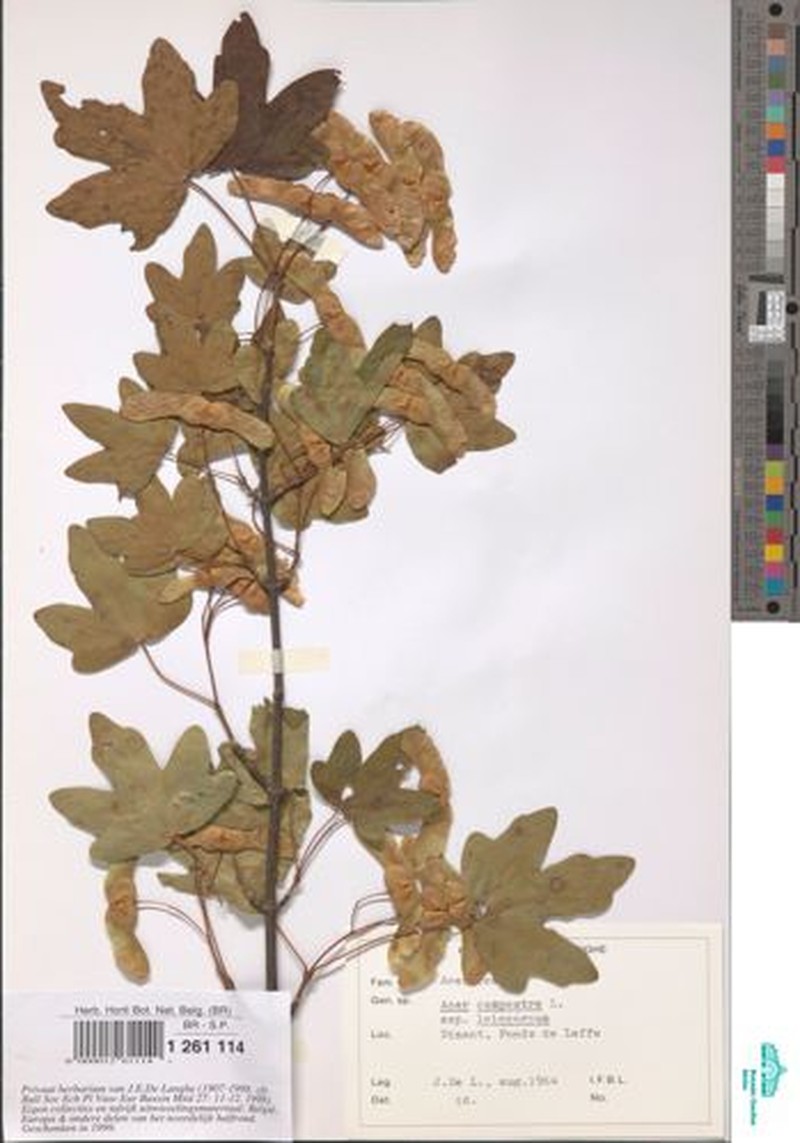 Acer campestre subsp. leiocarpum photo 4