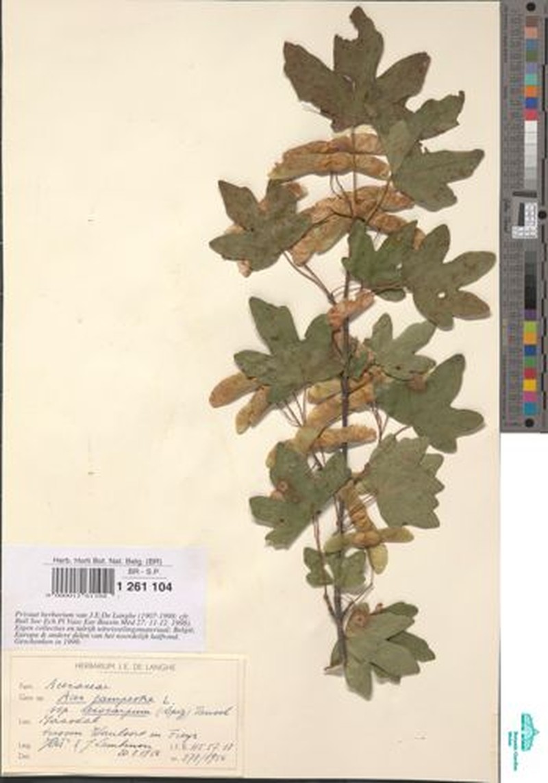Acer campestre subsp. leiocarpum photo 5