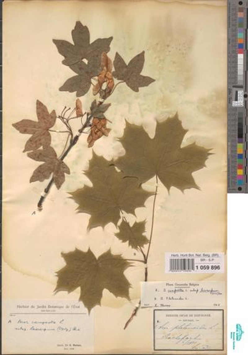 Acer campestre subsp. leiocarpum photo 6