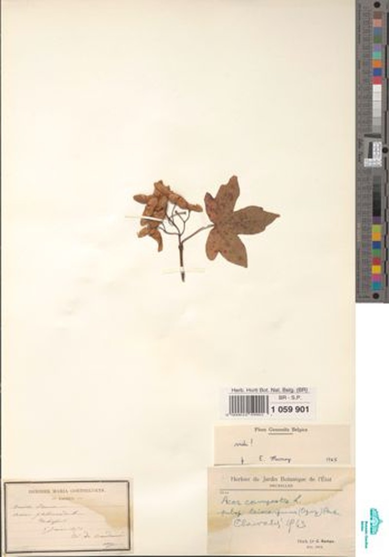 Acer campestre subsp. leiocarpum photo 7