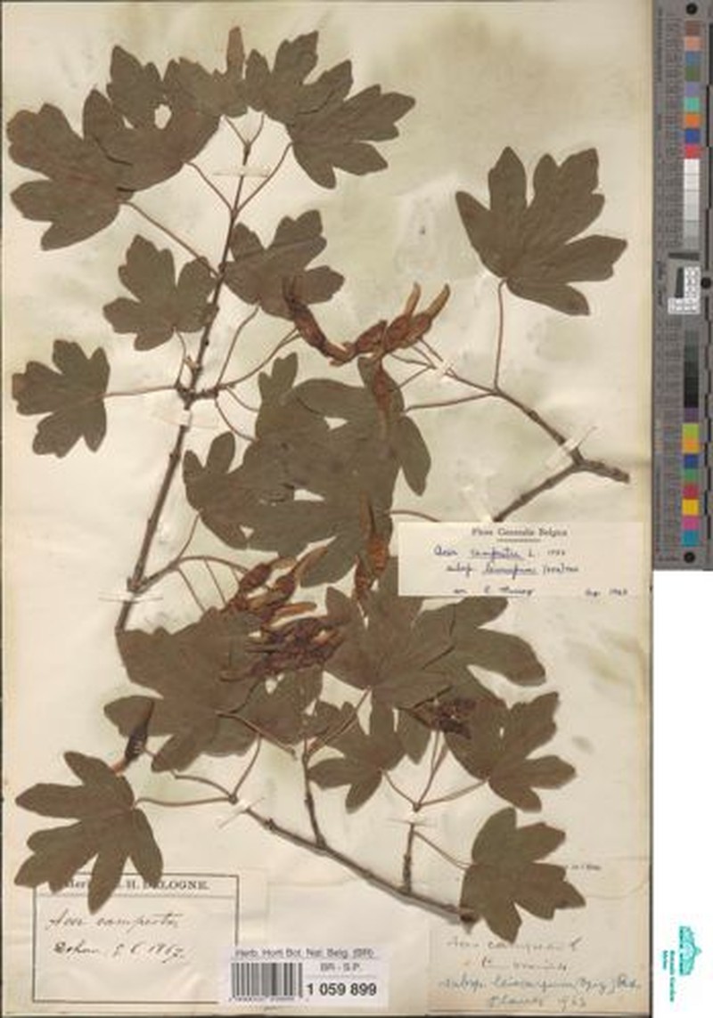 Acer campestre subsp. leiocarpum photo 8