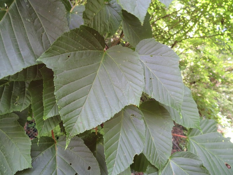 Acer capillipes photo 2