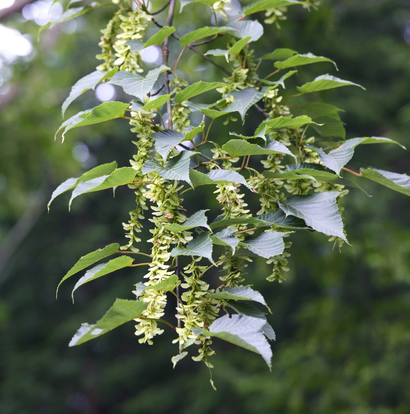 Acer capillipes photo 3