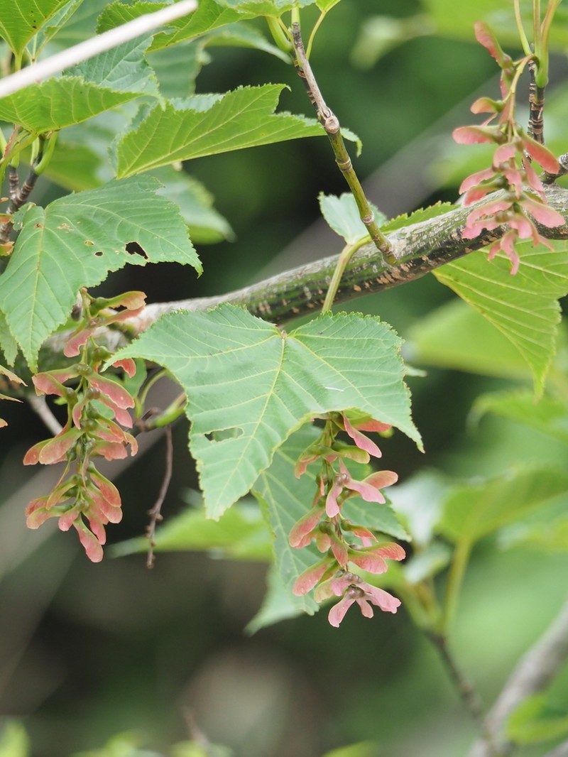 Acer capillipes photo 4