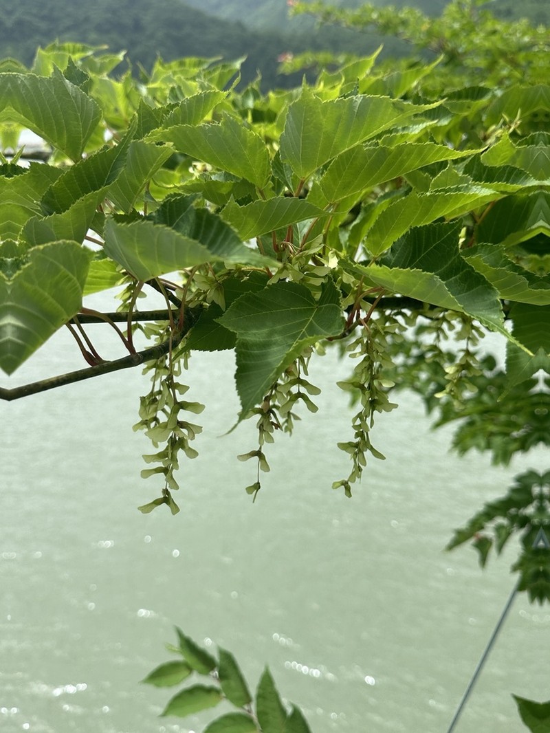 Acer capillipes photo 5