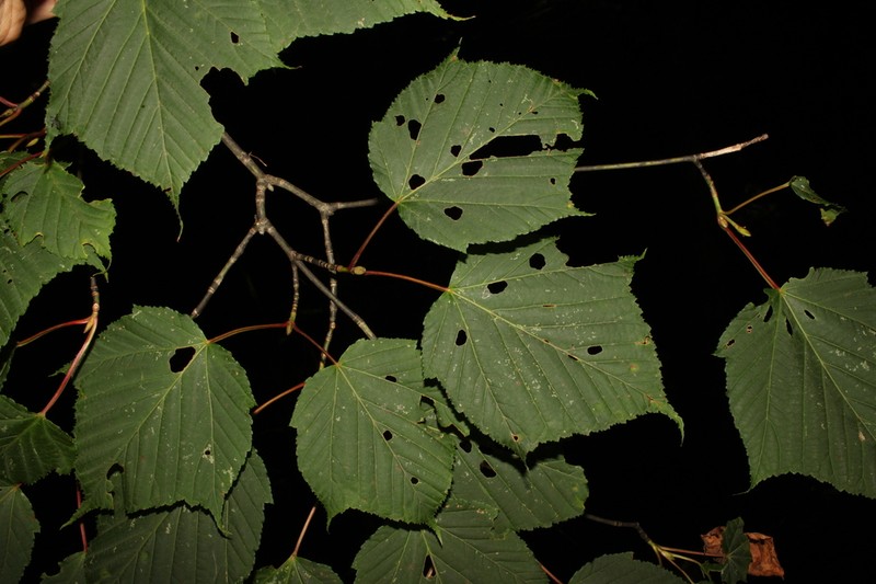 Acer capillipes photo 6