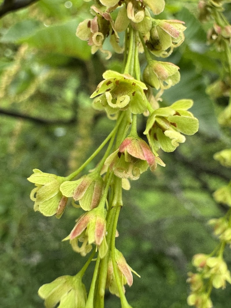 Acer capillipes photo 7