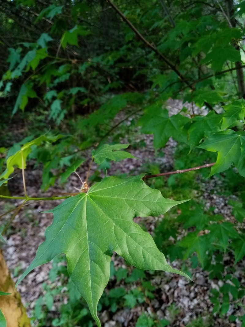 Acer cappadocicum photo 2