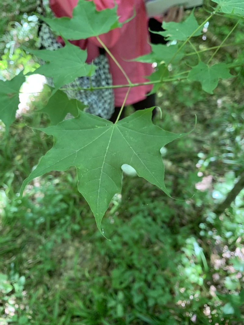 Acer cappadocicum photo 3