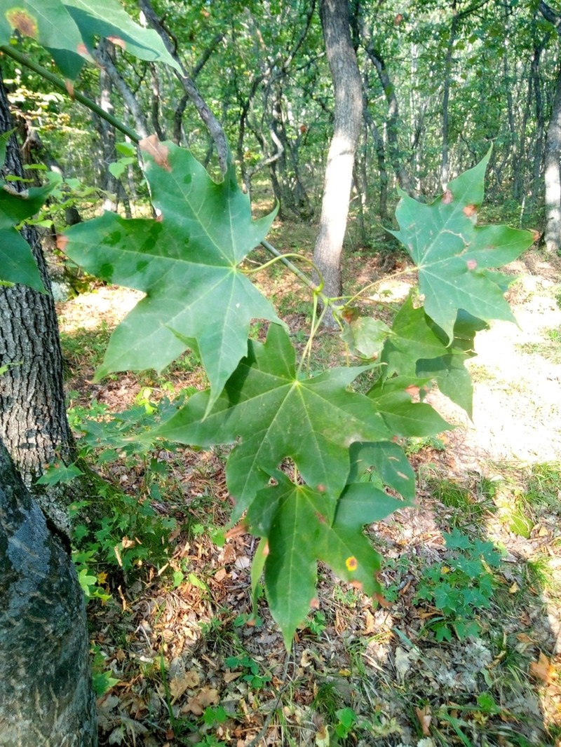Acer cappadocicum photo 5