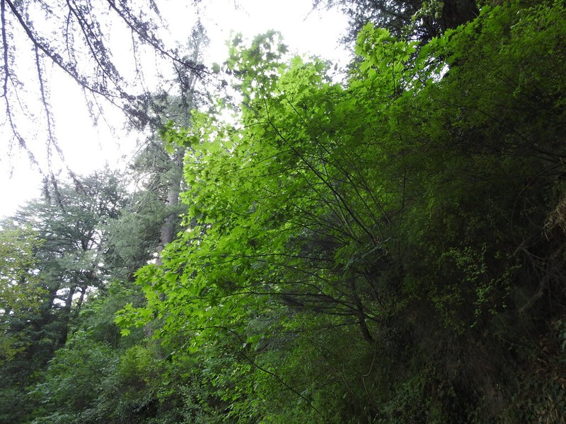 Acer cappadocicum photo 6