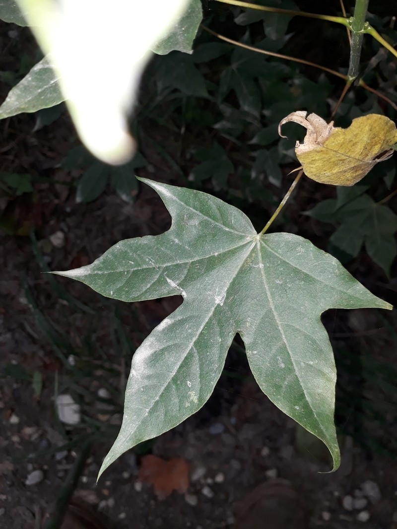 Acer cappadocicum photo 7
