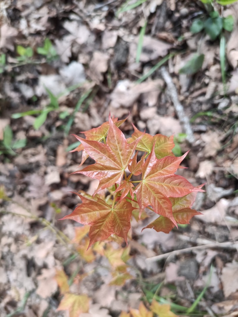 Acer cappadocicum subsp. cappadocicum