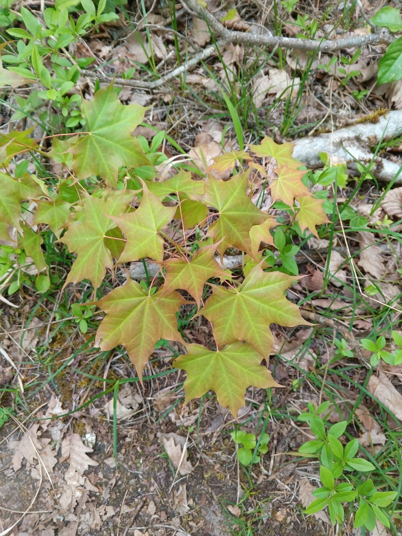 Acer cappadocicum subsp. cappadocicum photo 2