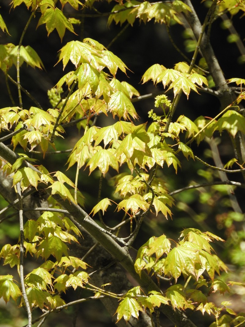 Acer cappadocicum subsp. cappadocicum photo 3