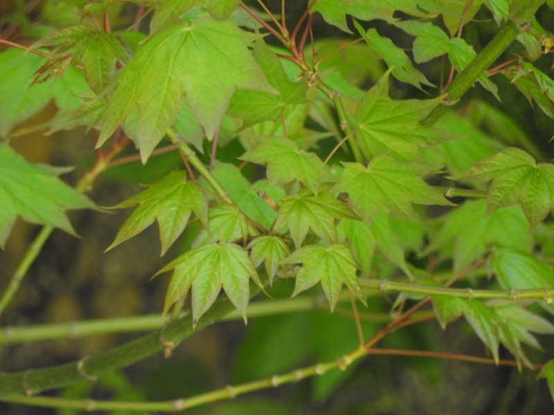 Acer cappadocicum subsp. cappadocicum photo 4