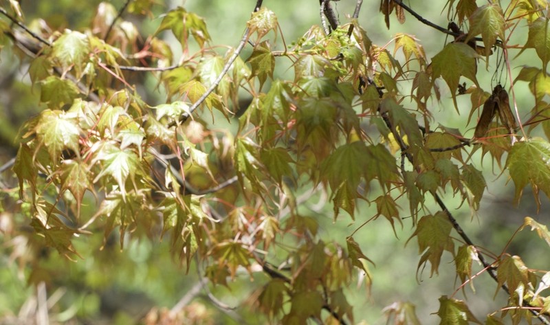 Acer cappadocicum subsp. cappadocicum photo 5